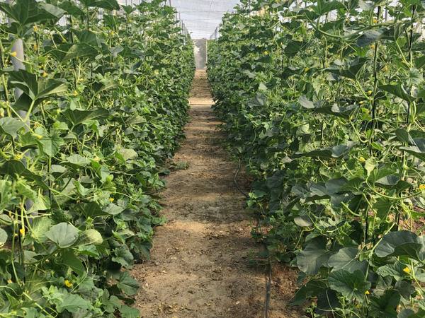 Agricultural crop inside a greenhouse in Almería