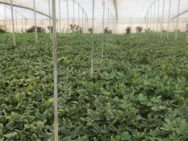 Vegetable greenhouse in Almería