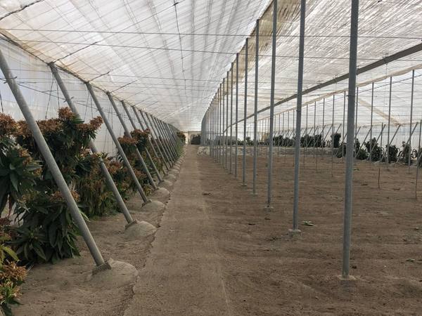 Agricultural greenhouse structure viewed on site in Almería