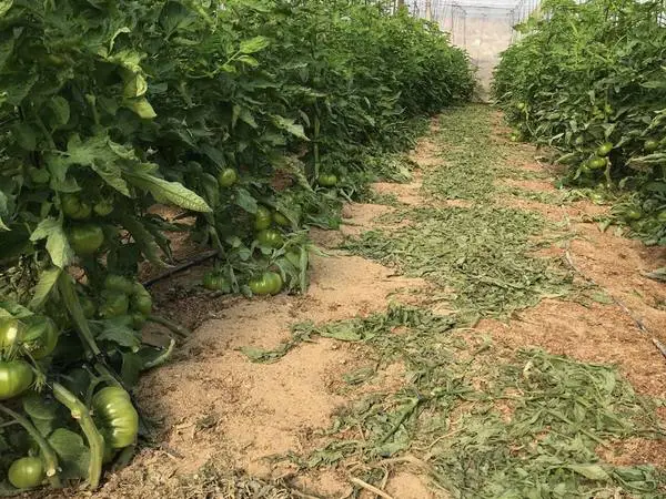 Cultivo de tomate